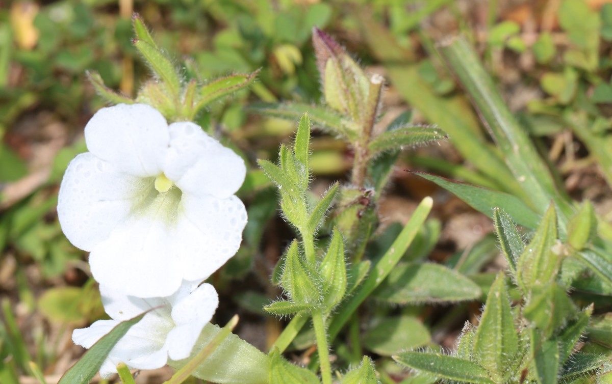 Centranthera indica (L.) Gamble